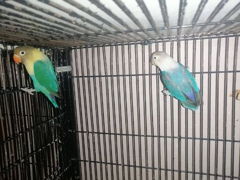 love birds for sale 0