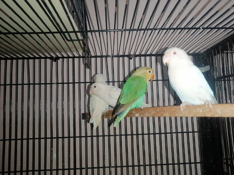 love birds for sale 1