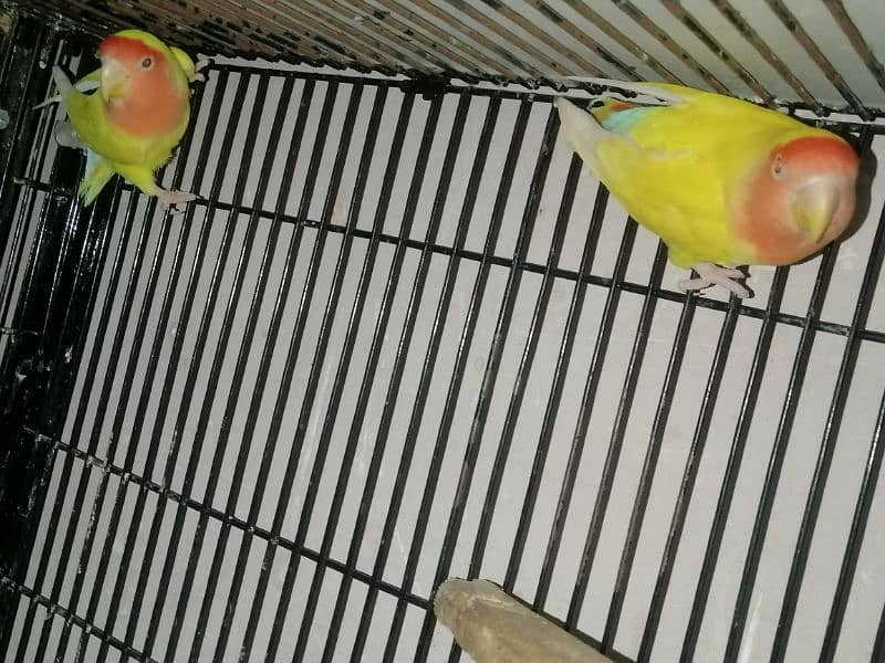 love birds for sale 2