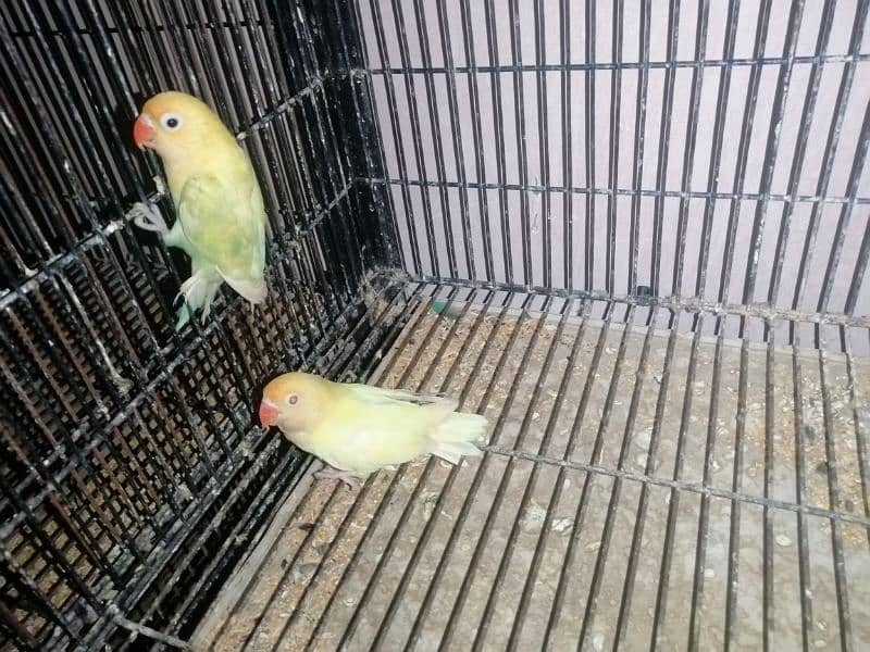 love birds for sale 4