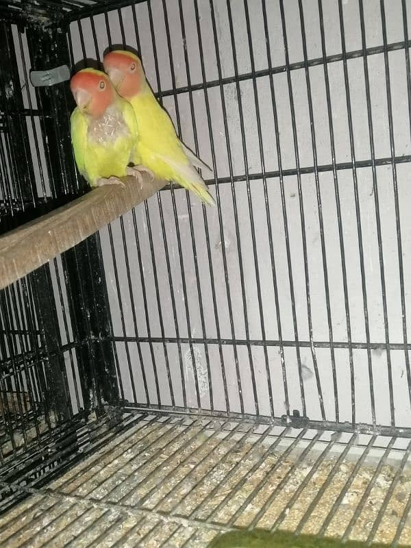 love birds for sale 11