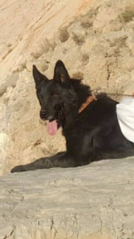 Black German Shepherd 3