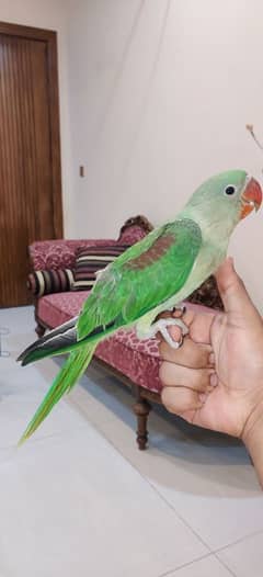 fully tamed raw parrot for sale