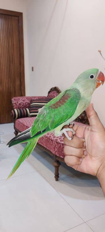 fully tamed raw parrot for sale 0