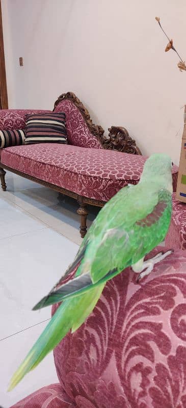 fully tamed raw parrot for sale 1