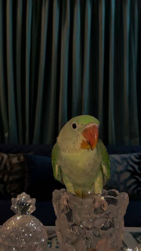 fully tamed raw parrot for sale 2