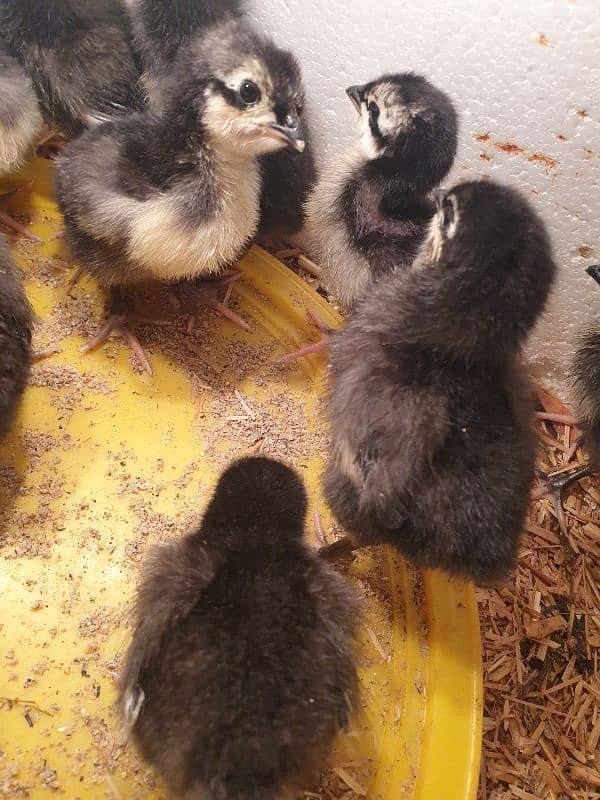 Black Australorp Heritage Cross Chicks 1