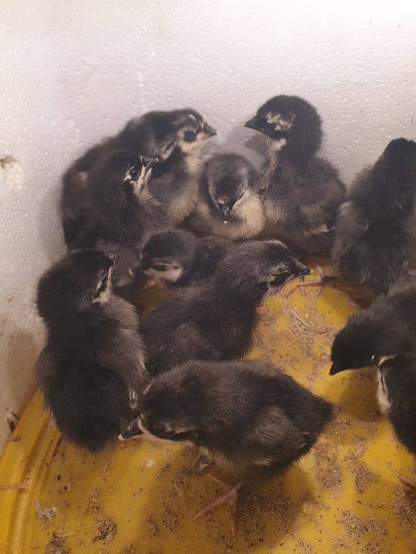 Black Australorp Heritage Cross Chicks 2