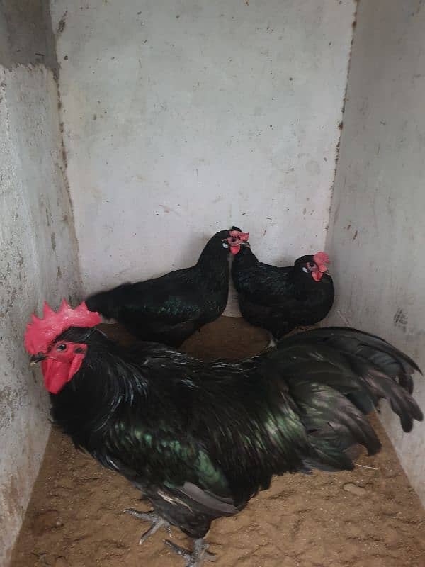 Black Australorp Heritage Cross Chicks 4