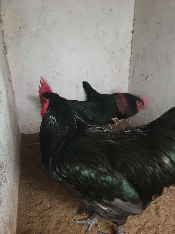 Black Australorp Heritage Cross Chicks 5