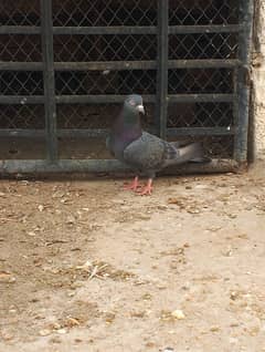 SAIBAY WALI ORIGINAL FEMALE PIGEON