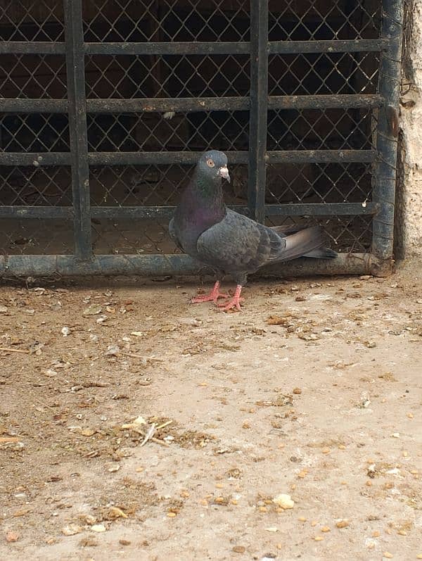 SAIBAY WALI ORIGINAL FEMALE PIGEON 0