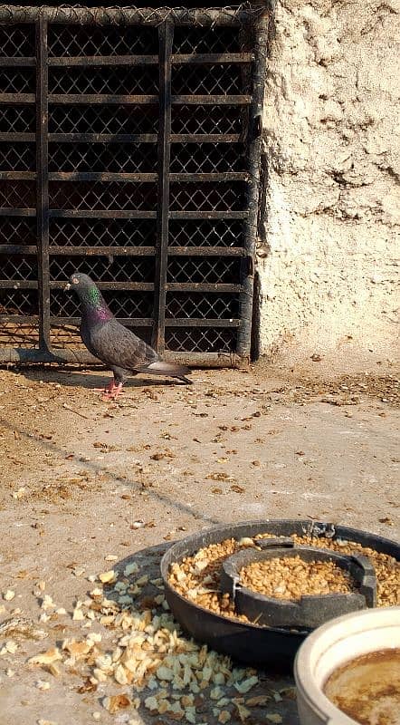 SAIBAY WALI ORIGINAL FEMALE PIGEON 1