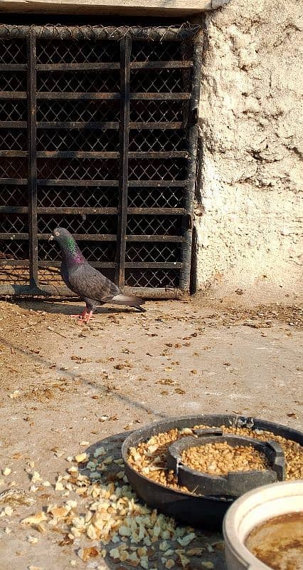 SAIBAY WALI ORIGINAL FEMALE PIGEON 2