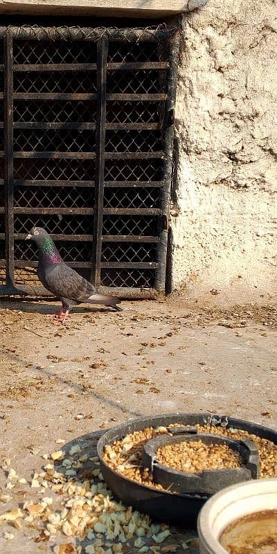 SAIBAY WALI ORIGINAL FEMALE PIGEON 3