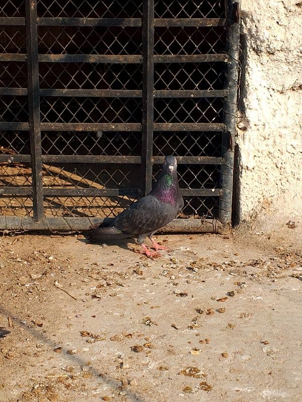 SAIBAY WALI ORIGINAL FEMALE PIGEON 6