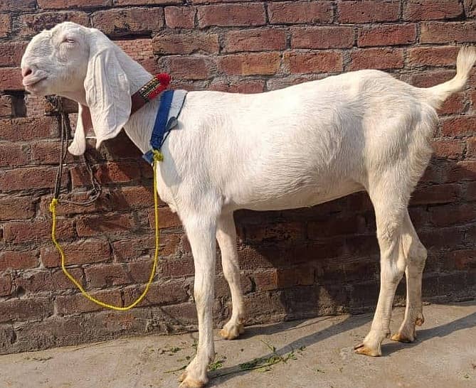 rajanpuri goat / desi chatra/ kajla/ chatra for sale 0