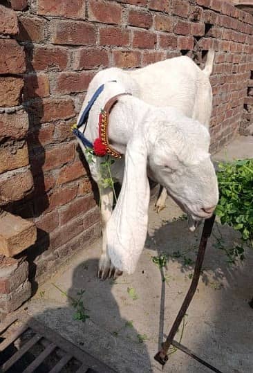 rajanpuri goat / desi chatra/ kajla/ chatra for sale 1