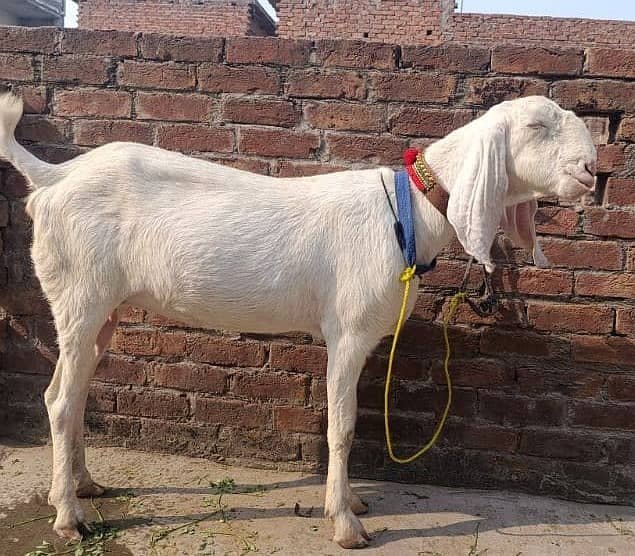 rajanpuri goat / desi chatra/ kajla/ chatra for sale 2