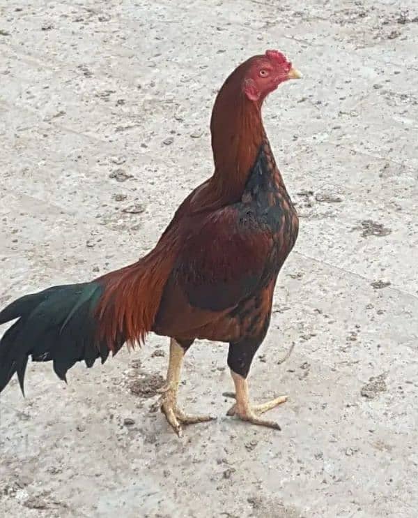 male hen 0