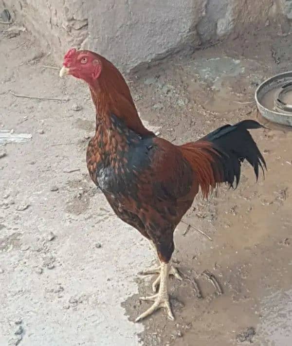 male hen 1