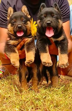 German shepherd puppies for sale / puppy / GSD pup / german shepherd