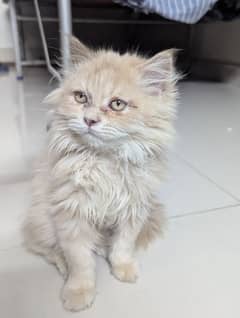 Persian kitten with free 9 things