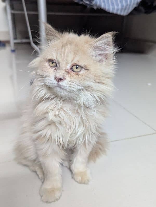 Persian kitten with free 9 things 0