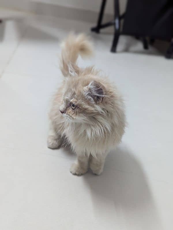 Persian kitten with free 9 things 3