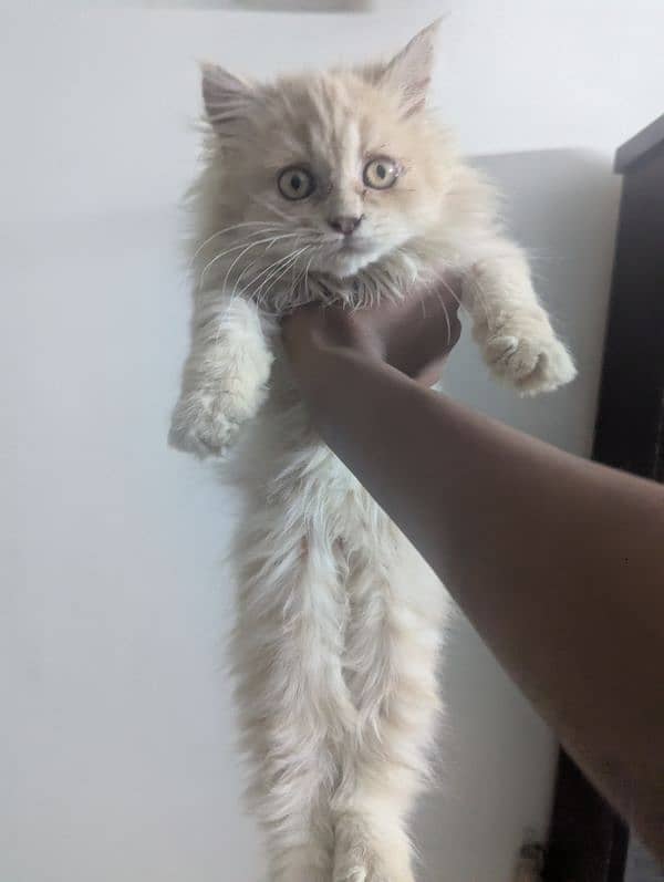 Persian kitten with free 9 things 5