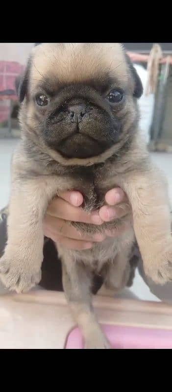 pug puppies 0