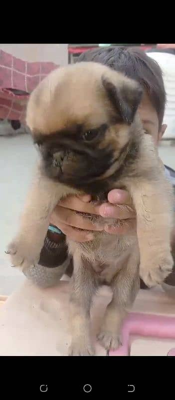 pug puppies 1