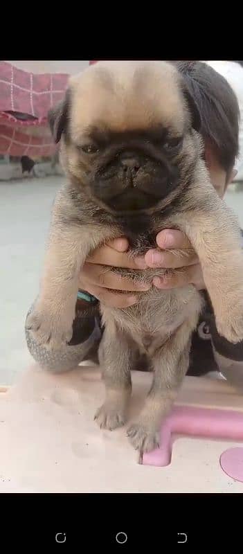 pug puppies 2