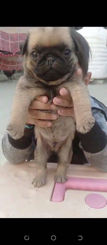 pug puppies 3