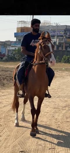 kathiawari horse /ghora / desi horse