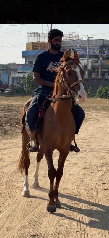 kathiawari horse /ghora / desi horse 0