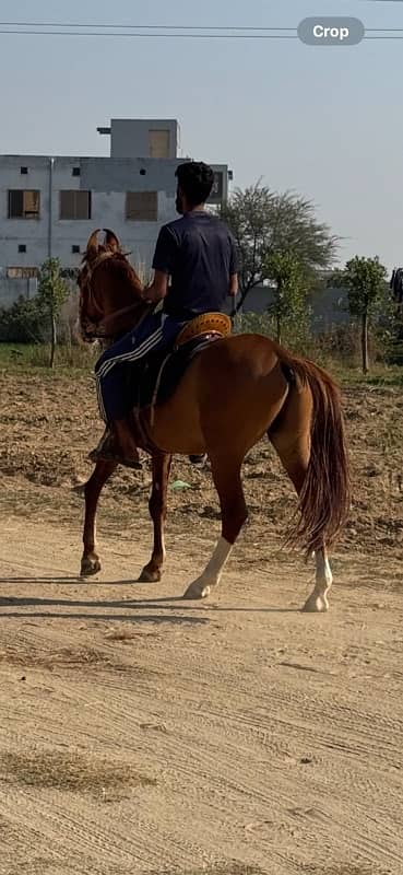 kathiawari horse /ghora / desi horse 2