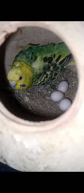 budgie pair 6