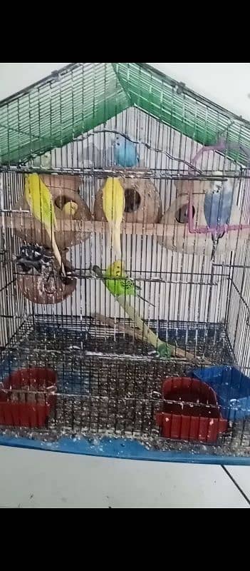 budgie pair 9