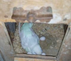 Red eye  budgies breeder pair with eggs.