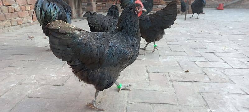 Black Australorp Heritage Fertail Eggs 2