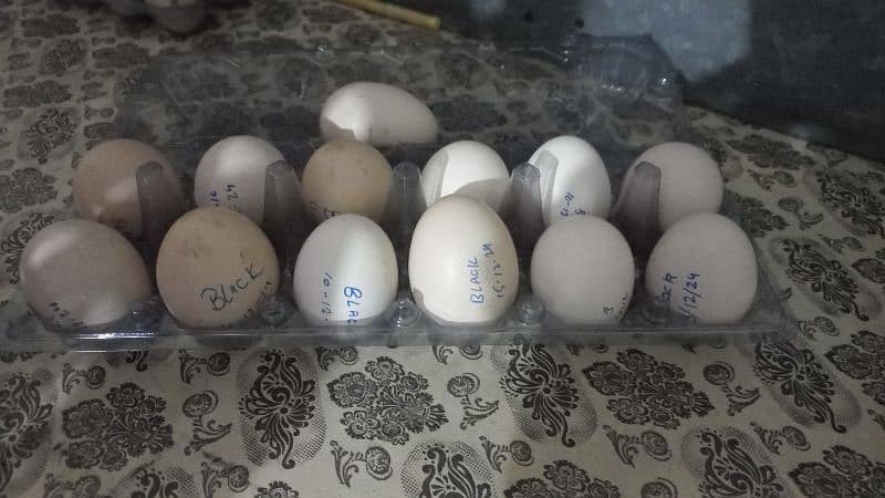 Black Australorp Heritage Fertail Eggs 6