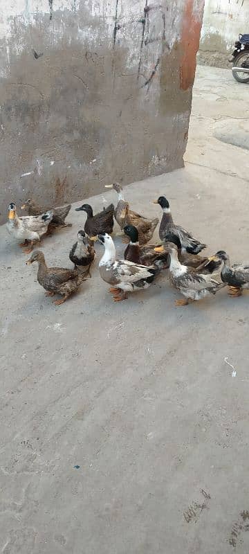 Ducks 2