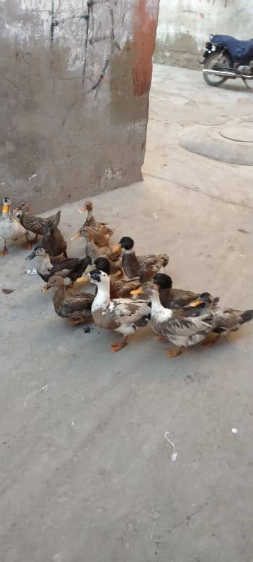 Ducks 3