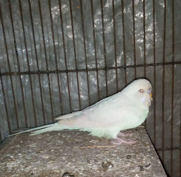 Red eye king size budgies breeder pair with eggs for sale. 0