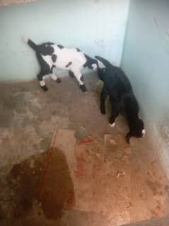 Bakri with 2 baby male and female