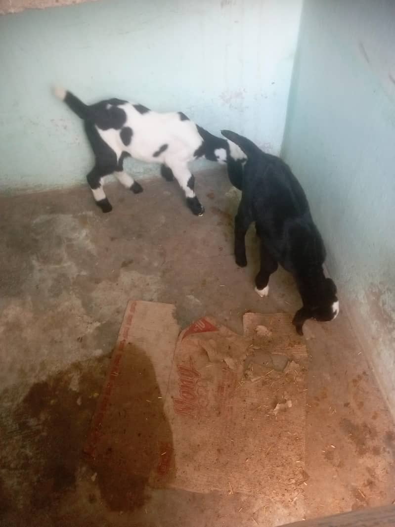 Bakri with 2 baby male and female 0