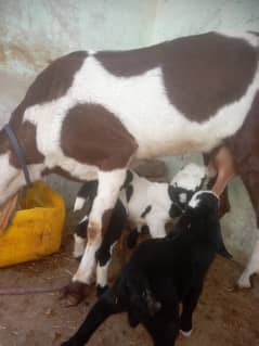 Bakri with 2 baby male and female