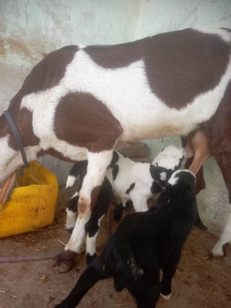 Bakri with 2 baby male and female 2