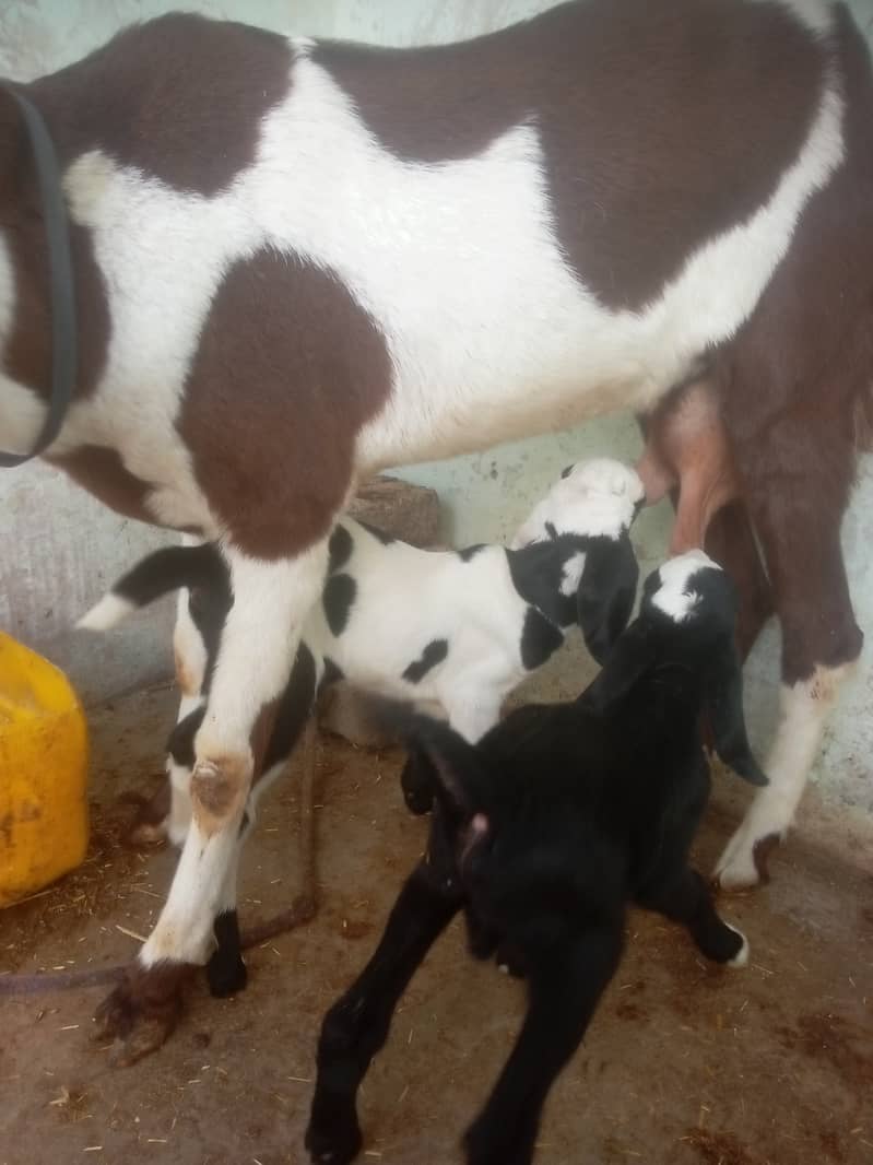 Bakri with 2 baby male and female 3